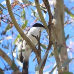 Myiagra inquieta at Bellmount Forest, NSW - 16 Sep 2023