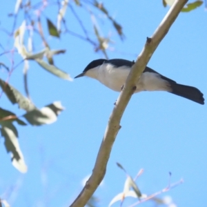 Myiagra inquieta at Bellmount Forest, NSW - 16 Sep 2023