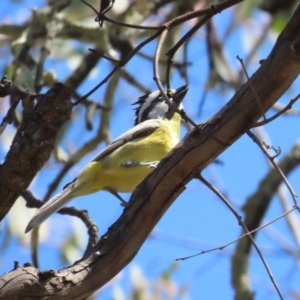 Falcunculus frontatus at Bellmount Forest, NSW - 16 Sep 2023