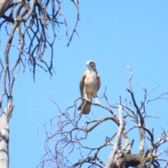 Falco berigora (Brown Falcon) at Bellmount Forest, NSW - 16 Sep 2023 by BenW