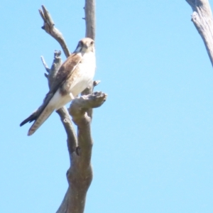 Falco berigora at Bellmount Forest, NSW - 16 Sep 2023 12:34 PM