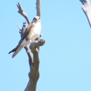 Falco berigora at Bellmount Forest, NSW - 16 Sep 2023