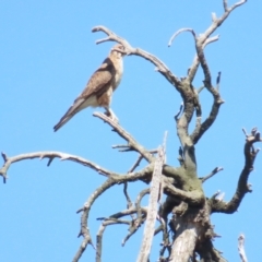 Falco berigora at Bellmount Forest, NSW - 16 Sep 2023 12:34 PM