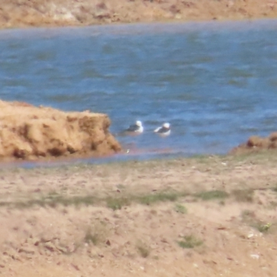 Himantopus leucocephalus (Pied Stilt) at Lade Vale, NSW - 16 Sep 2023 by BenW