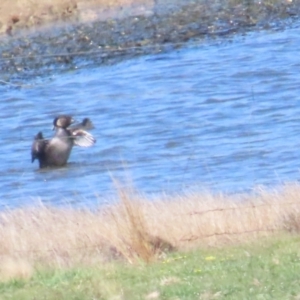 Biziura lobata at Lade Vale, NSW - 16 Sep 2023