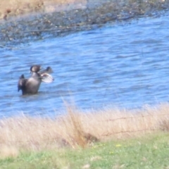 Biziura lobata (Musk Duck) at Lade Vale, NSW - 16 Sep 2023 by BenW