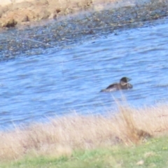 Biziura lobata at Lade Vale, NSW - 16 Sep 2023