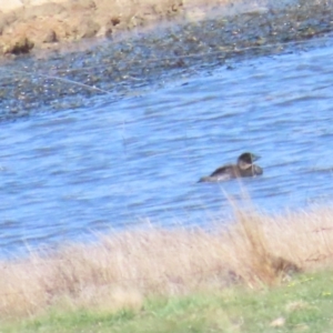 Biziura lobata at Lade Vale, NSW - 16 Sep 2023