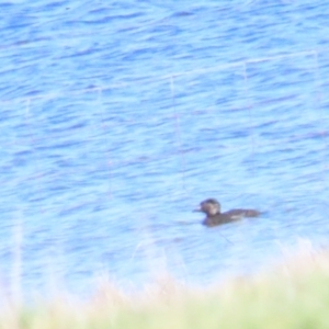 Biziura lobata at Lade Vale, NSW - 16 Sep 2023