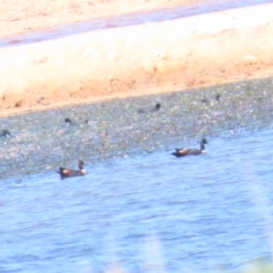 Tadorna tadornoides at Lade Vale, NSW - 16 Sep 2023