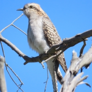 Cacomantis pallidus at Hall, ACT - 16 Sep 2023