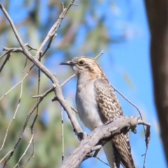 Cacomantis pallidus at Hall, ACT - 16 Sep 2023 10:18 AM