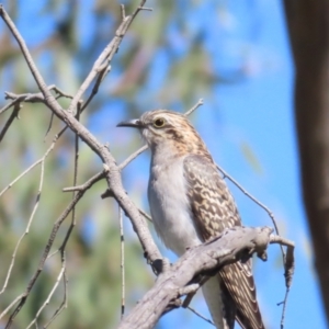 Cacomantis pallidus at Hall, ACT - 16 Sep 2023