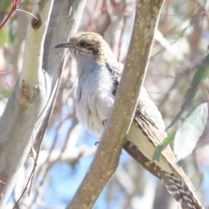 Cacomantis pallidus at Hall, ACT - 16 Sep 2023