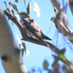 Cacomantis pallidus at Hall, ACT - 16 Sep 2023