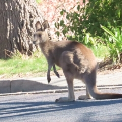 Macropus giganteus (Eastern Grey Kangaroo) at Griffith, ACT - 16 Sep 2023 by BenW