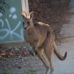 Macropus giganteus at Griffith, ACT - 16 Sep 2023 03:27 PM