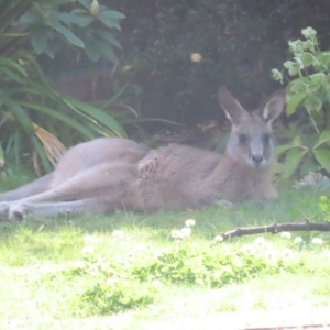 Macropus giganteus at Griffith, ACT - 16 Sep 2023 03:27 PM