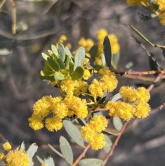 Acacia buxifolia subsp. buxifolia (Box-leaf Wattle) at Aranda Bushland - 16 Sep 2023 by JimL