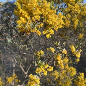 Acacia buxifolia subsp. buxifolia at Belconnen, ACT - 17 Sep 2023