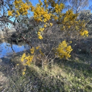 Acacia buxifolia subsp. buxifolia at Belconnen, ACT - 17 Sep 2023