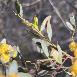 Acacia buxifolia subsp. buxifolia at Belconnen, ACT - 17 Sep 2023