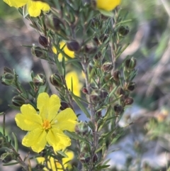 Hibbertia calycina (Lesser Guinea-flower) at Belconnen, ACT - 16 Sep 2023 by JimL