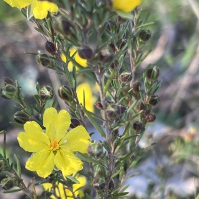 Hibbertia calycina (Lesser Guinea-flower) at Aranda Bushland - 16 Sep 2023 by JimL