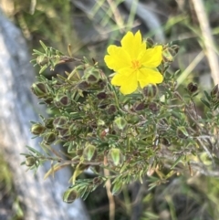 Hibbertia calycina at Belconnen, ACT - 17 Sep 2023 07:21 AM