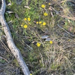 Hibbertia calycina at Belconnen, ACT - 17 Sep 2023