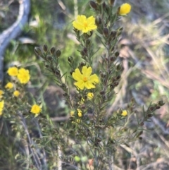 Hibbertia calycina at Belconnen, ACT - 17 Sep 2023