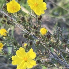 Hibbertia calycina at Belconnen, ACT - 17 Sep 2023