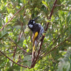 Phylidonyris novaehollandiae at Canberra Central, ACT - 15 Sep 2023