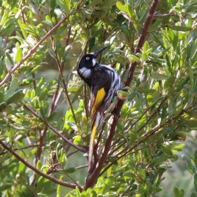 Phylidonyris novaehollandiae (New Holland Honeyeater) at Canberra Central, ACT - 15 Sep 2023 by MatthewFrawley