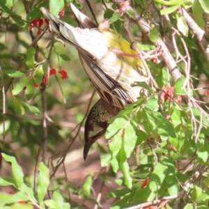 Anthochaera carunculata at Acton, ACT - 15 Sep 2023