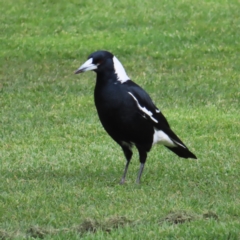 Gymnorhina tibicen (Australian Magpie) at Kambah, ACT - 15 Sep 2023 by MatthewFrawley