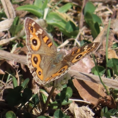 Junonia villida (Meadow Argus) at QPRC LGA - 16 Sep 2023 by MatthewFrawley