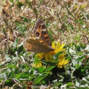 Junonia villida at Braidwood, NSW - 16 Sep 2023