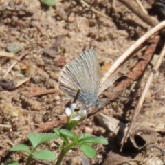 Zizina otis (Common Grass-Blue) at Braidwood, NSW - 16 Sep 2023 by MatthewFrawley