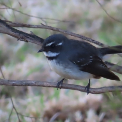 Rhipidura albiscapa (Grey Fantail) at Braidwood, NSW - 16 Sep 2023 by MatthewFrawley