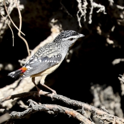 Pardalotus punctatus (Spotted Pardalote) at Bruce Ridge to Gossan Hill - 16 Sep 2023 by AlisonMilton