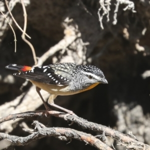 Pardalotus punctatus at Bruce, ACT - 16 Sep 2023