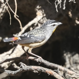 Pardalotus punctatus at Bruce, ACT - 16 Sep 2023