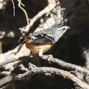 Pardalotus punctatus at Bruce, ACT - 16 Sep 2023