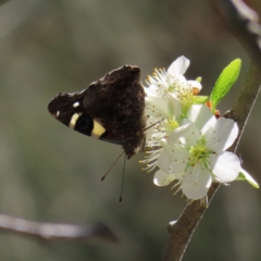 Vanessa itea (Yellow Admiral) at QPRC LGA - 16 Sep 2023 by MatthewFrawley