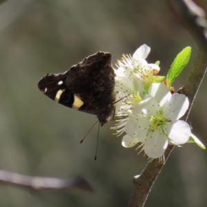 Vanessa itea at Braidwood, NSW - 16 Sep 2023