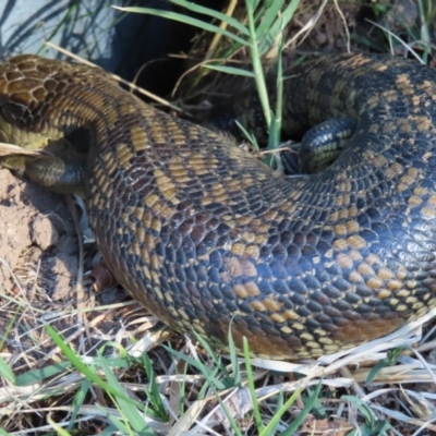 Tiliqua scincoides scincoides (Eastern Blue-tongue) at QPRC LGA - 16 Sep 2023 by MatthewFrawley