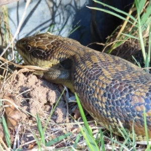 Tiliqua scincoides scincoides at Braidwood, NSW - 16 Sep 2023