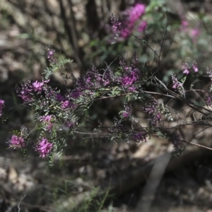 Indigofera australis subsp. australis at Bruce, ACT - 16 Sep 2023 11:48 AM