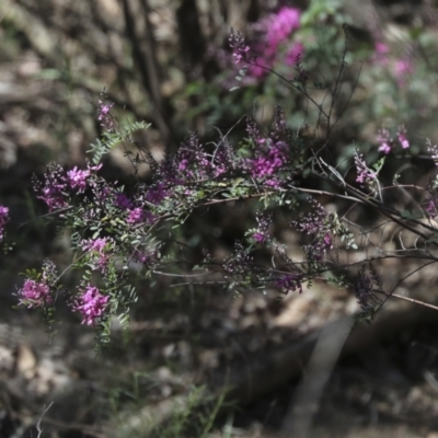 Indigofera australis subsp. australis (Australian Indigo) at Bruce Ridge to Gossan Hill - 16 Sep 2023 by AlisonMilton